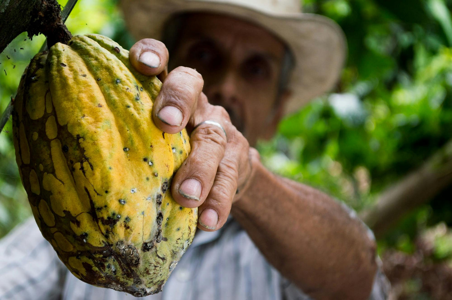 Cacao Ancestral 1kilogramo